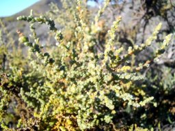 Salsola aphylla, leaves or no leaves
