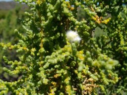 Salsola aphylla fluffy galls