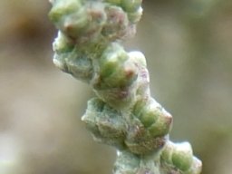 Salsola tuberculata leaves