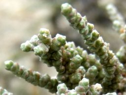 Salsola tuberculata young upper stems