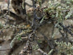 Salsola tuberculata old bases, young tips