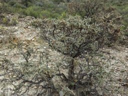 Salsola tuberculata