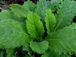 Scabiosa africana leaves