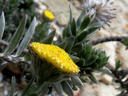 Schistostephium umbellatum flowerhead cup or involucre