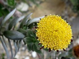 Schistostephium umbellatum flowerhead