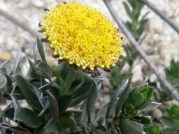 Schistostephium umbellatum