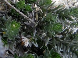 Schistostephium umbellatum leaves