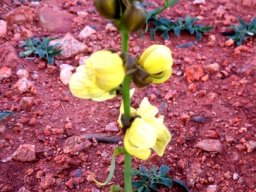 Senna italica flowers and buds