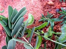 Senna italica fruits and ants