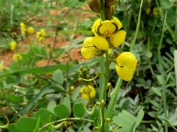 Senna italica subsp. arachoides flowers