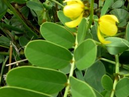 Senna italica subsp. arachoides leaves