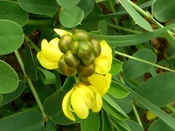 Senna italica subsp. arachoides