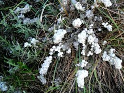 Seriphium plumosum