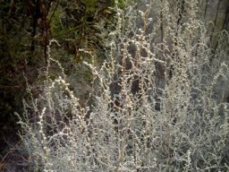 Seriphium plumosum small leaves and flowers