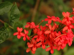 Ruspolia hypocrateriformis var. australis