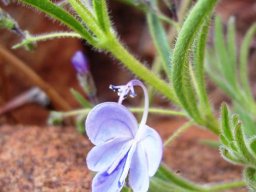 Rotheca hirsuta