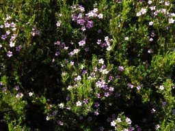 Coleonema pulchellum