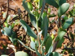 Lopholaena coriifolia