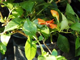 Ruttya fruticosa