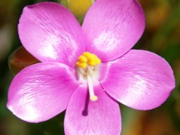 Orphium frutescens flower and buds