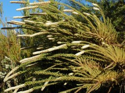 Stoebe alopecuroides
