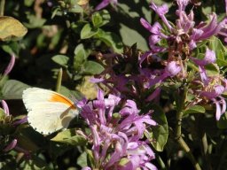 Hypoestes aristata and visiting butterfly