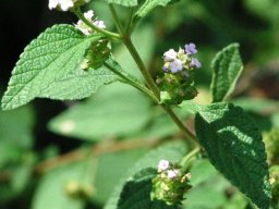 Lantana rugosa