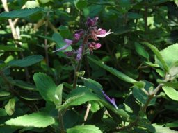 Syncolostemon obermeyerae