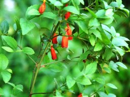 Halleria elliptica