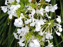 Plumbago zeylanica