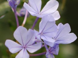 Plumbago auriculata
