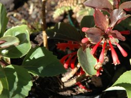 Dermatobotrys saundersii 
