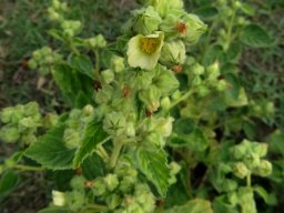 Sida cordifolia subsp. cordifolia flowers