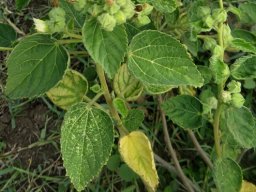 Sida cordifolia subsp. cordifolia leaves