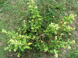 Sida cordifolia subsp. cordifolia