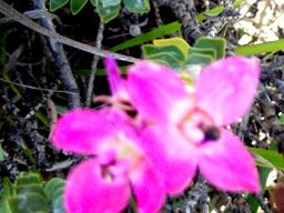 Sonderothamnus petraeus 