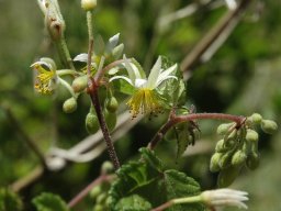 Sparrmannia ricinocarpa flowers