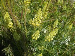 Spatalla curvifolia