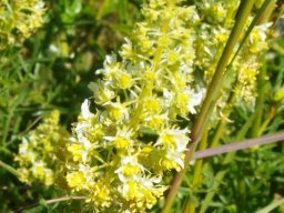Spatalla curvifolia inflorescence