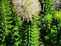 Stilbe vestita flowers