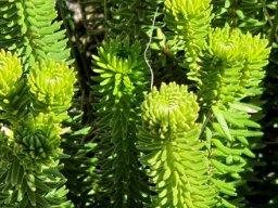 Stilbe vestita leaves