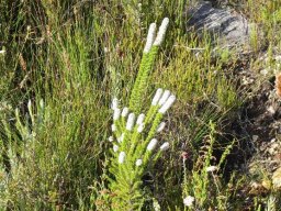Stoebe alopecuroides leaves and flowers