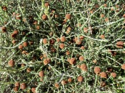 Stoebe capitata