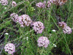 Stoebe capitata flowering