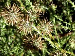 Stoebe incana flowerheads