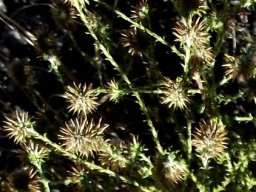 Stoebe incana