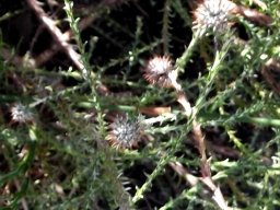 Stoebe incana stems and leaves