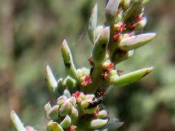 Suaeda fruticosa flowers