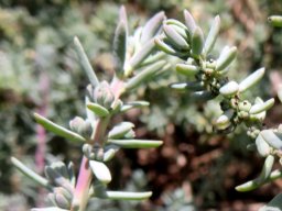 Suaeda fruticosa fruit