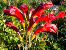 Tecomaria capensis red flowers